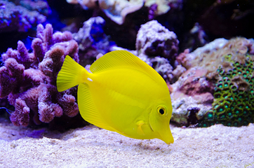 里昂水族馆第 9 张图片