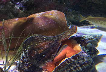 Sea Life Kansas City Aquarium第 11 张图片