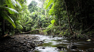 Treetops Adventure Cape Tribulation