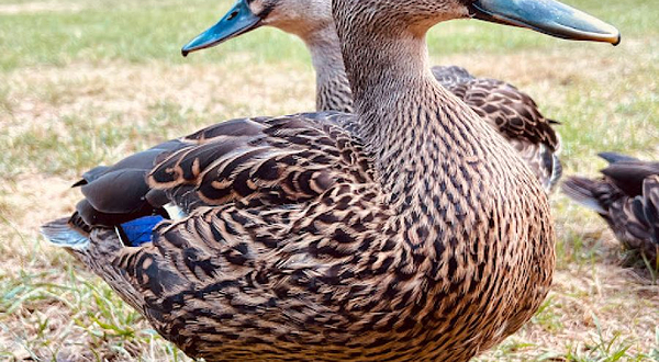 Troup Picnic Lawn, Otari-Wilton's Bush Reserve