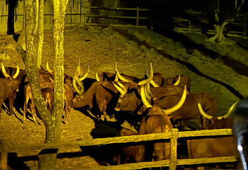 清迈夜间野生动物园第 51 张图片