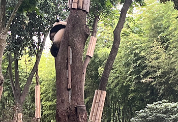 成都大熊猫繁育研究基地第 690 张图片