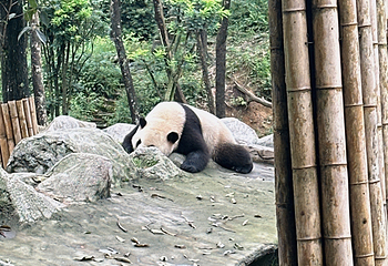 碧峰峡景区第 150 张图片