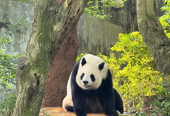 成都大熊猫繁育研究基地第 204 张图片