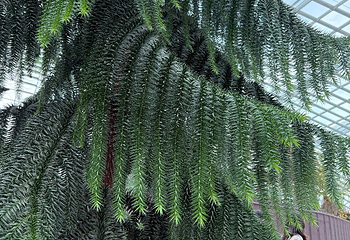 新加坡滨海湾花园第 534 张图片