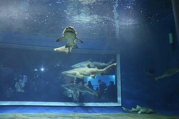 茨城县大洗水族馆第 22 张图片