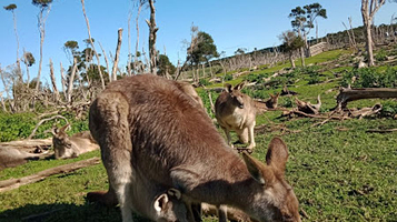Kangaroo Feed Point part of Phillip Island Wildlife Park