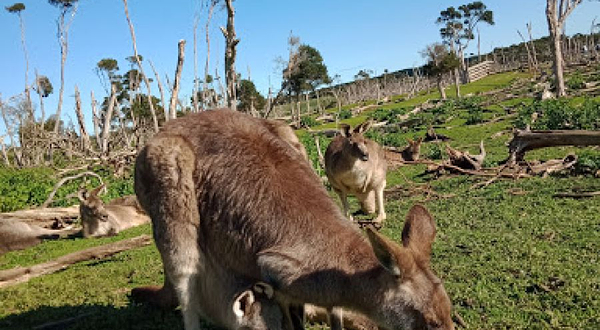 Kangaroo Feed Point part of Phillip Island Wildlife Park