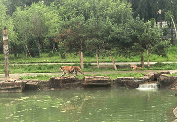 东北虎林园第 168 张图片