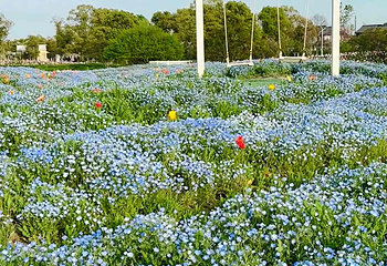 花开海上生态园第 120 张图片