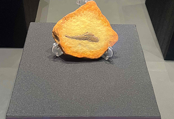 新加坡海洋生态馆第 86 张图片