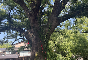 古堰画乡旅游度假区第 64 张图片