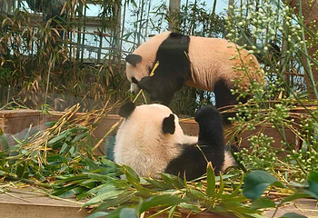 爱宝乐园第 125 张图片