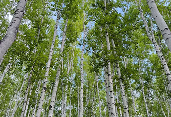 白桦林景区第 149 张图片