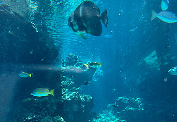 冲绳美丽海水族馆第 165 张图片