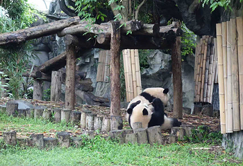 成都大熊猫繁育研究基地第 209 张图片