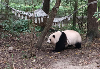 成都大熊猫繁育研究基地第 375 张图片