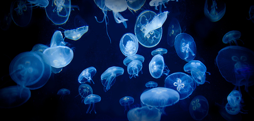 佛州水族馆第 32 张图片
