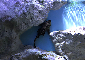 Aquarium Sea Life Paris Val D'Europe