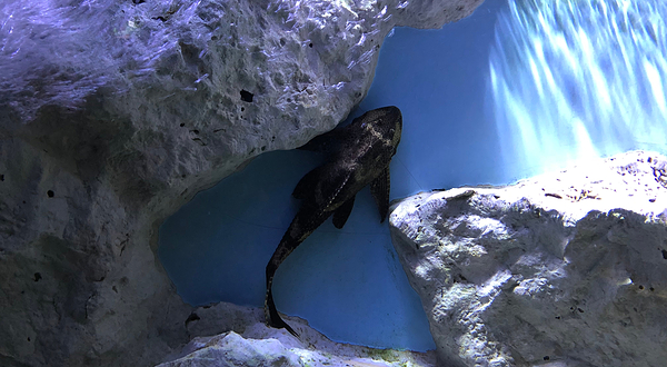 Aquarium Sea Life Paris Val D'Europe