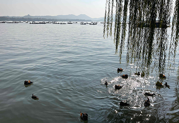 西湖风景名胜区第 315 张图片