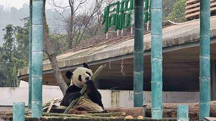 岳阳中华大熊猫苑第 29 张图片