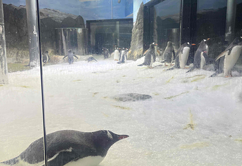 悉尼水族馆第 57 张图片