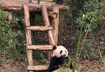 成都大熊猫繁育研究基地第 269 张图片
