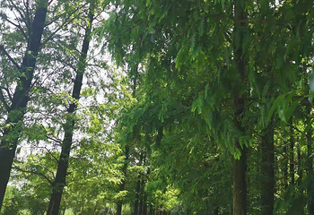 同里国家湿地公园第 132 张图片