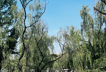 兴庆宫公园第 132 张图片