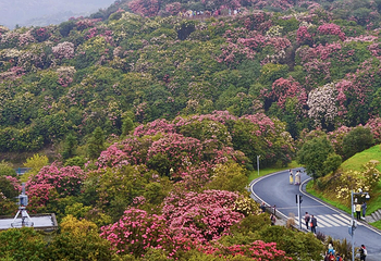 百里杜鹃风景区第 79 张图片
