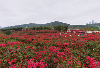 青秀山第 144 张图片