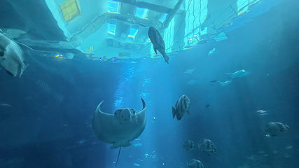 台湾海洋生物博物馆第 64 张图片