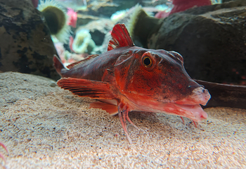 济州岛Aqua Planet水族馆第 54 张图片