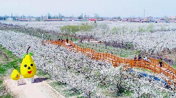 阳信万亩梨园
