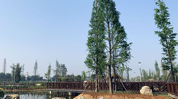 板过河湿地公园