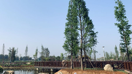 板过河湿地公园第 1 张图片