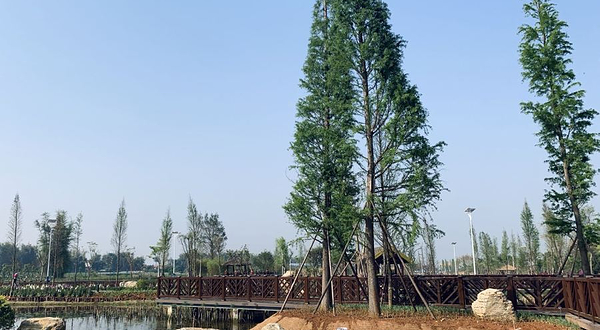 板过河湿地公园