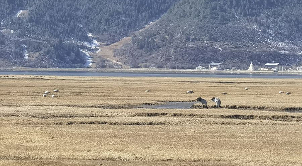 纳帕海旅游景区-春宗景点