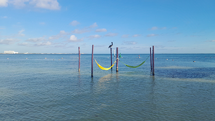 海豚海滩第 46 张图片