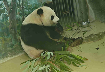 成都大熊猫繁育研究基地第 763 张图片
