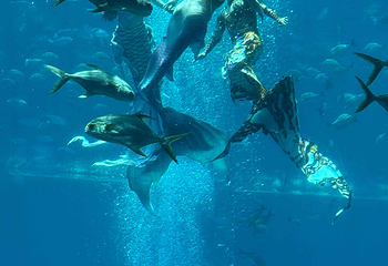 三亚亚特兰蒂斯失落的空间水族馆第 181 张图片