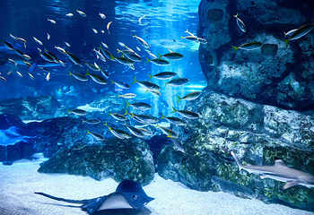 Sea Life COEX水族馆第 10 张图片