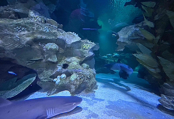 吉隆坡城中城水族馆第 44 张图片