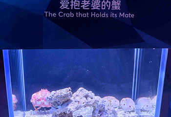 三亚亚特兰蒂斯失落的空间水族馆第 222 张图片