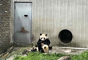 卧龙中华大熊猫苑神树坪基地第 76 张图片