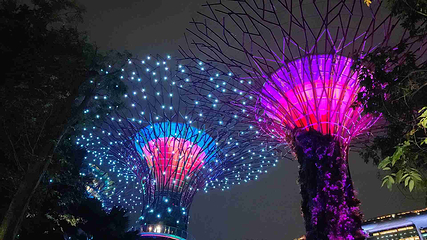 新加坡滨海湾花园第 229 张图片