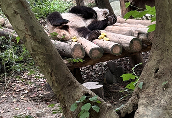 成都大熊猫繁育研究基地第 558 张图片