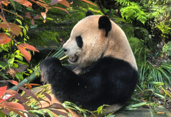 熊猫谷第 150 张图片