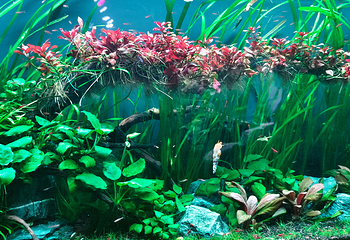吉隆坡城中城水族馆第 19 张图片